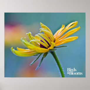 Póster Black-eyed Susan