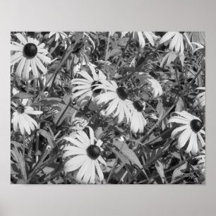 Póster Black Eyed Susan Garden Black White Print