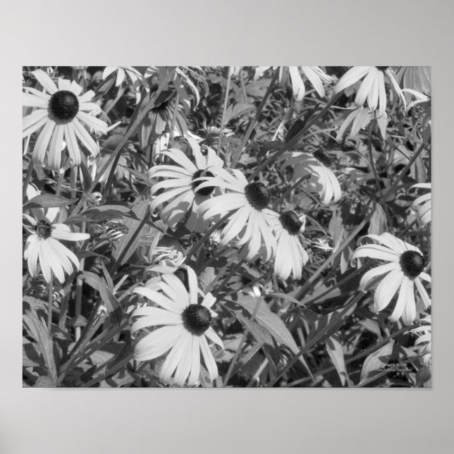 Póster Black Eyed Susan Garden Black White Print (Frente)