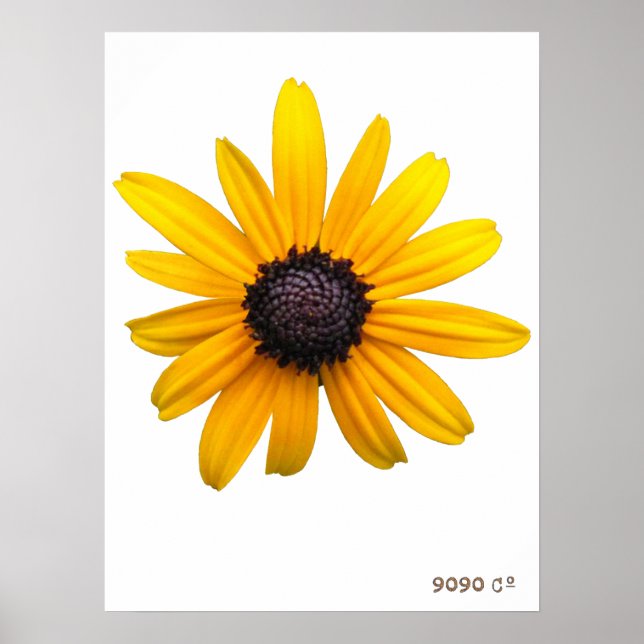Póster Black-eyed Susan Poster (Frente)