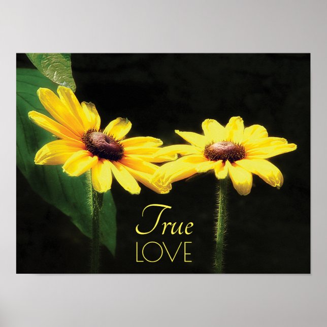 Póster Black Eyed Susan True Love Bella Artes (Frente)