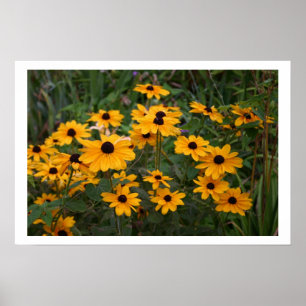 Póster Black Eyed Susans