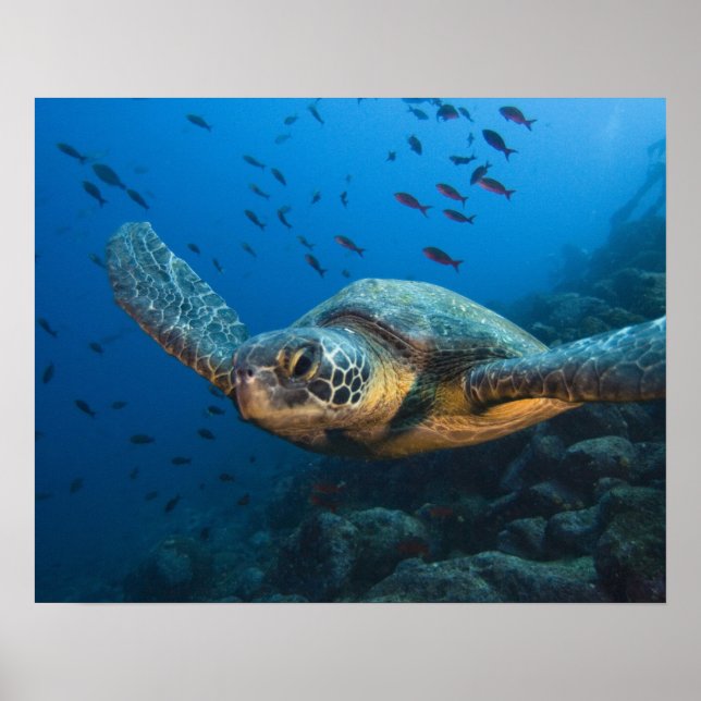 Póster Black (Green) Turtle (Chelonia agassizi) (Frente)