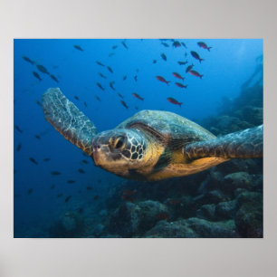 Póster Black (Green) Turtle (Chelonia agassizi) off