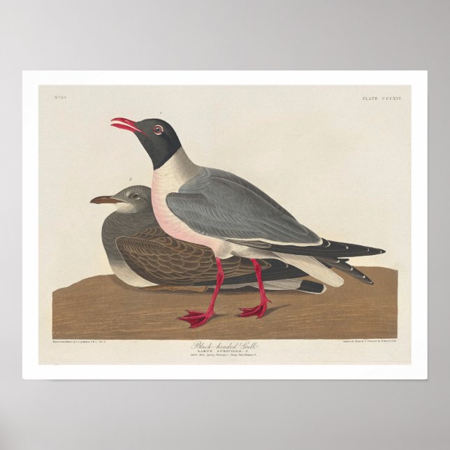 Póster Black-headed Gull by Audubon Poster (Frente)
