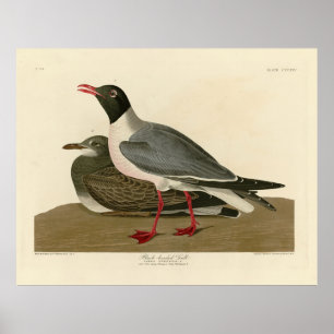 Póster Black-headed Gull from Audubon's Birds of America