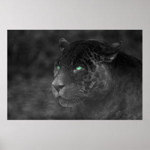 Póster Black Jaguars Emerald Gaze