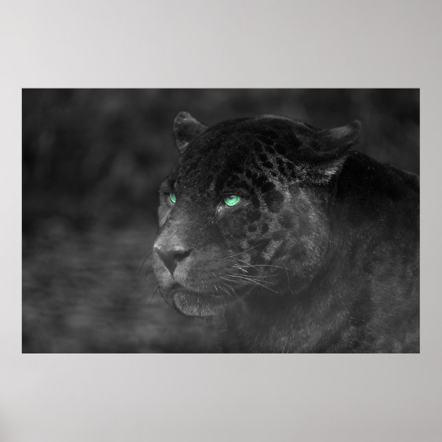 Póster Black Jaguars Emerald Gaze (Frente)