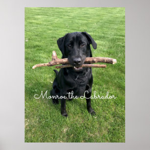 Póster Black Lab con dos palos Dog Photo and Name