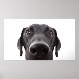 Póster Black Labrador Closeup Portrait