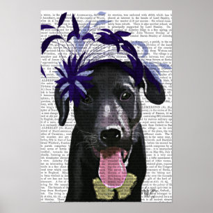 Póster Black Labrador With Blue Fascinator