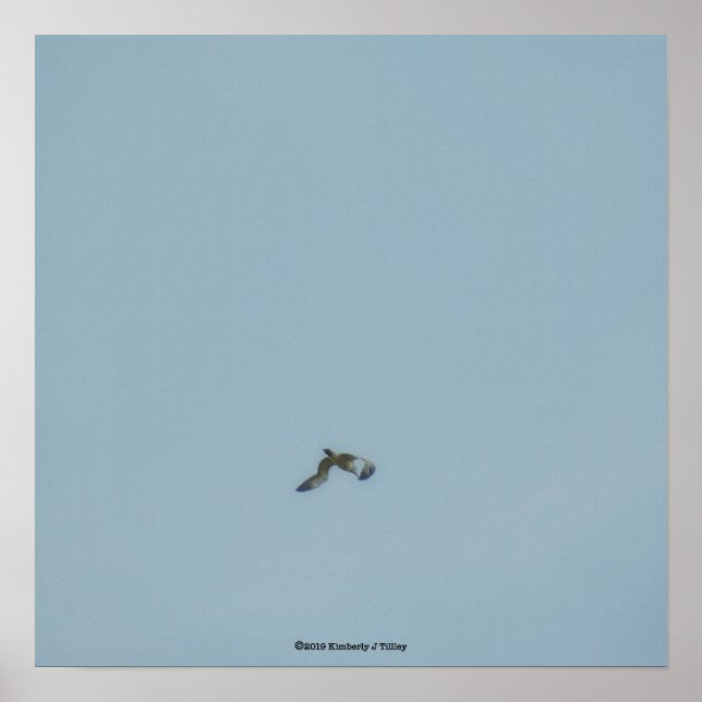 Póster Black-legged kittiwake (Frente)