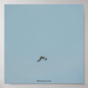 Póster Black-legged kittiwake