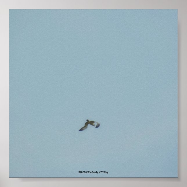 Póster Black-legged kittiwake (Frente)