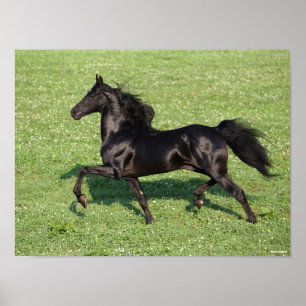 Póster Black Morgan Stallion Mane y la cola fluyendo