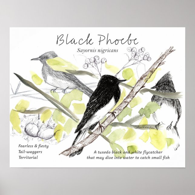 Póster Black Phoebe Bird Tuxedo Black Tree Drawing  (Frente)