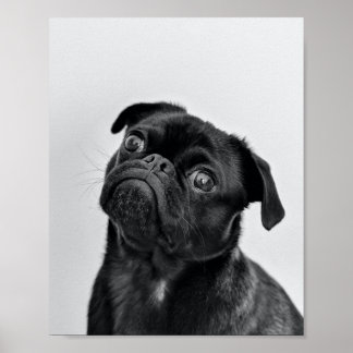 Póster Black Pug adulto