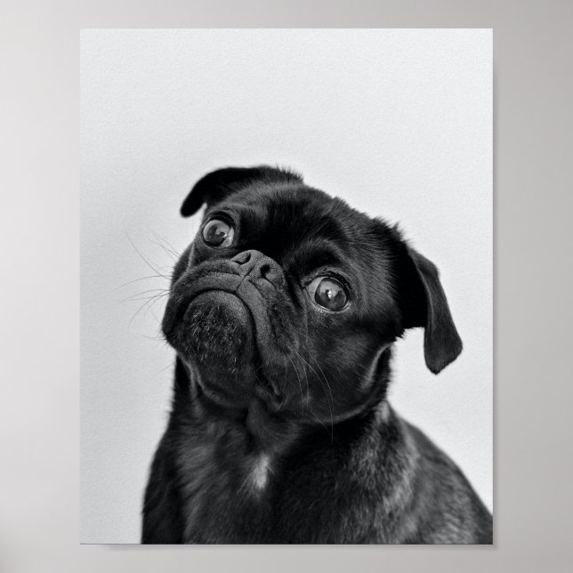 Póster Black Pug adulto (Frente)