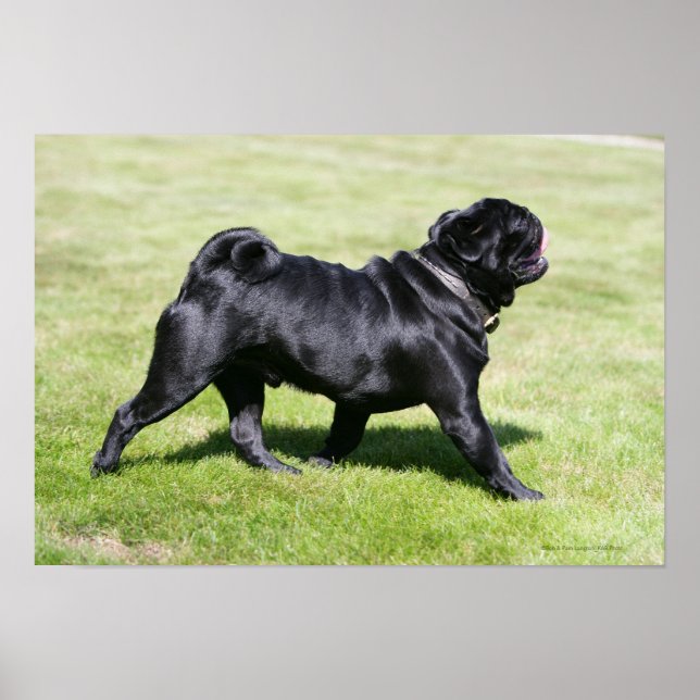 Póster Black Pug Panting Mientras Camina (Frente)