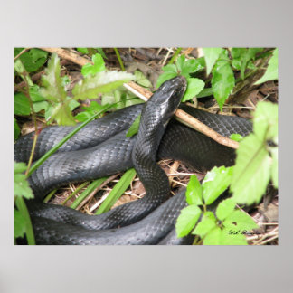 Póster Black Racer Sunning