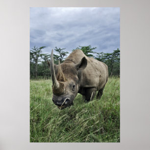 Póster Black Rhinoceros   Kenya