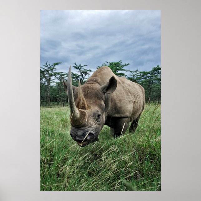 Póster Black Rhinoceros | Kenya (Frente)