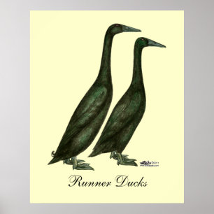 Póster Black Runner Ducks