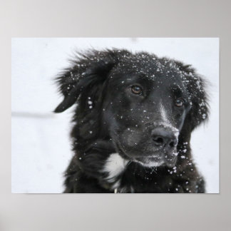 Póster Black Shepherd Dog in the Snow