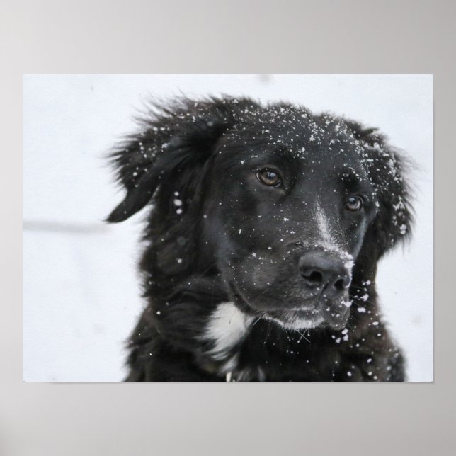 Póster Black Shepherd Dog in the Snow (Frente)