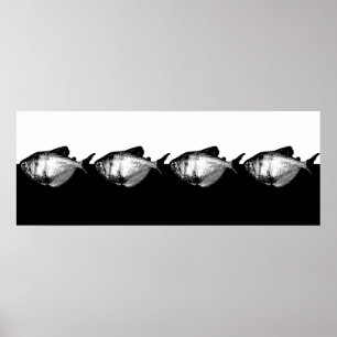 Póster Black Skirt Tetra School