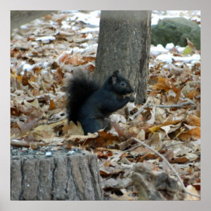Póster Black Squirrel Autumn Poster