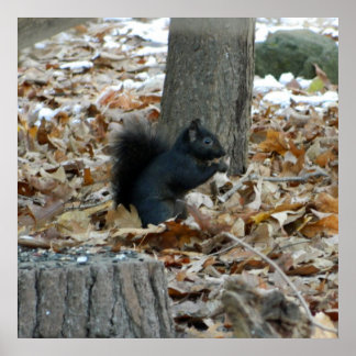 Póster Black Squirrel Autumn Poster