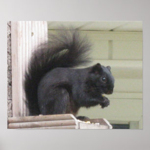 Póster Black Squirrel Poster
