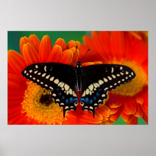 Póster Black Swallowtail Butterfly on Gerberia Daisy