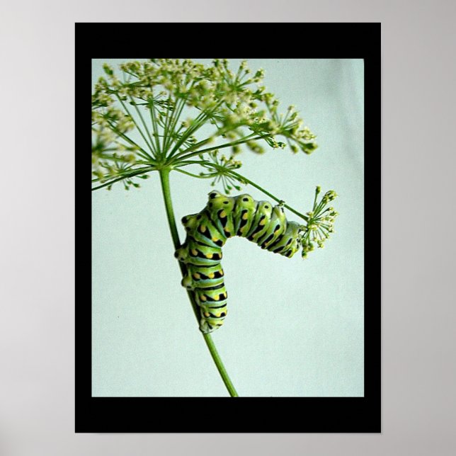 Póster Black Swallowtail Caterpillar parsante (Frente)