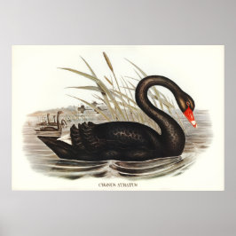 Póster Black Swan Vintage