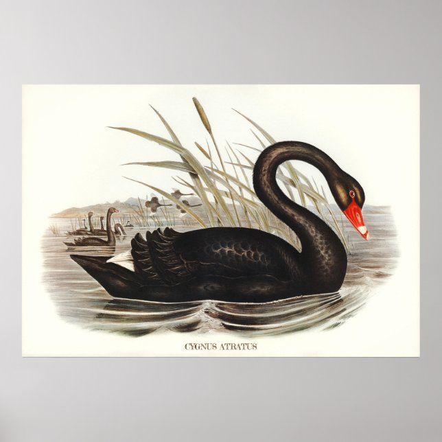 Póster Black Swan Vintage (Frente)