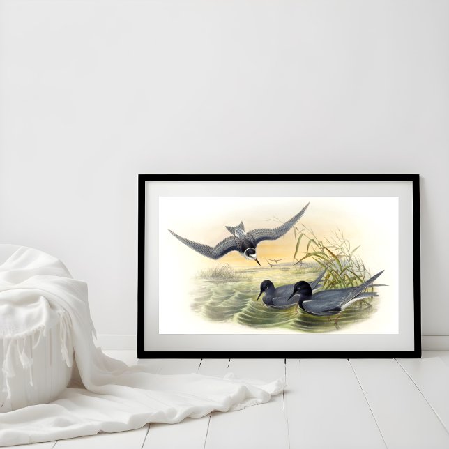Póster Black Tern (Subido por el creador)