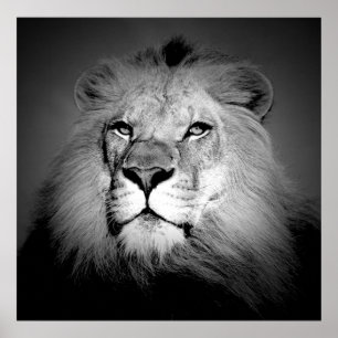 Póster Black & White / BW Lion Poster Print - Lion Face