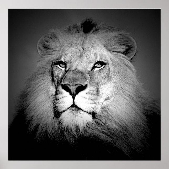 Póster Black & White / BW Lion Poster Print - Lion Face (Frente)