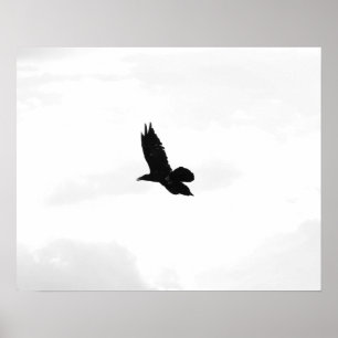 Póster Black & White Flying Black Raven 16x20