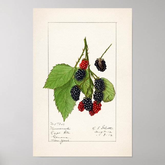 Póster Blackberries (Rubus subg. Rubus Watson) Fruta (Frente)