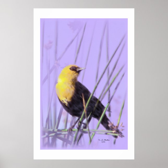 Póster Blackbird con la cabeza amarilla... Imprimir. (Frente)
