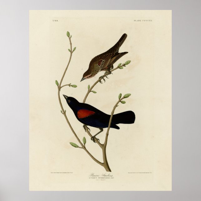 Póster Blackbird de ala roja - Los pájaros de América de  (Frente)