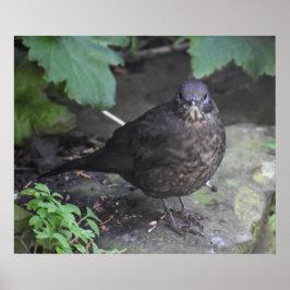 Póster Blackbird femenina