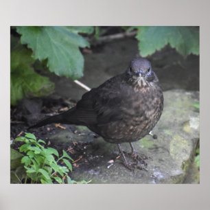 Póster Blackbird femenina