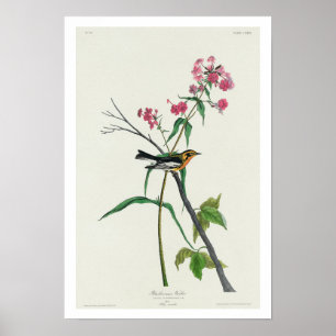 Póster Blackburnian Warbler by Audubon Poster