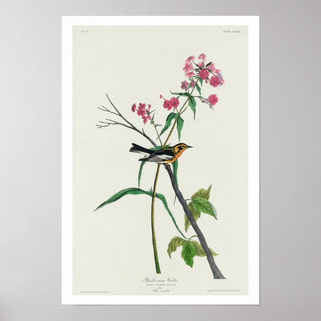Póster Blackburnian Warbler by Audubon Poster (Frente)