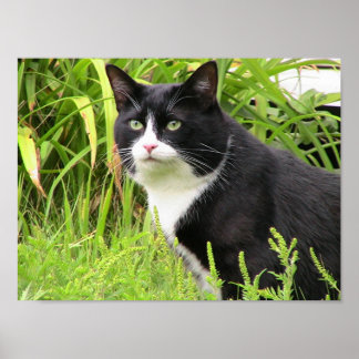 Póster Blackie en alerta