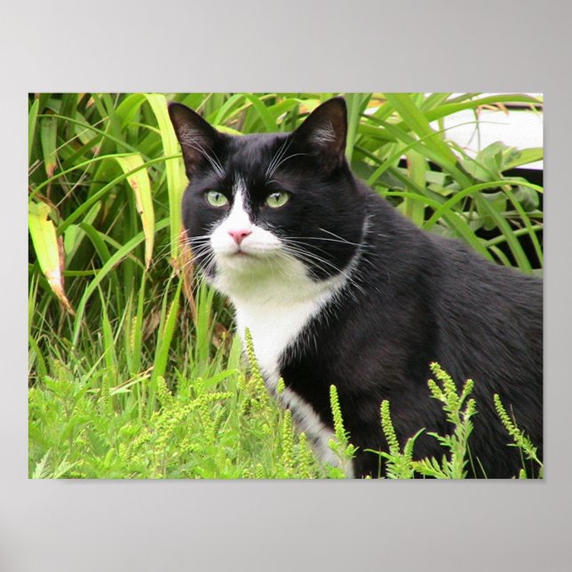 Póster Blackie en alerta (Frente)